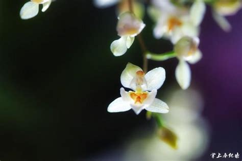 跳舞蘭寓意|文心蘭花語：隱藏的愛，快樂無憂，寓意忘卻煩